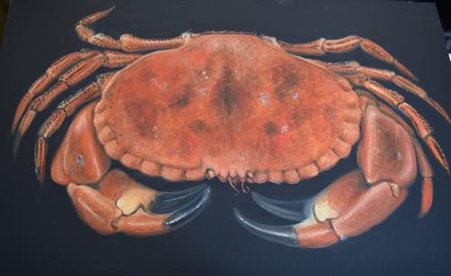 Crab