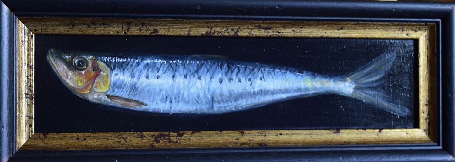 Cornish sardine