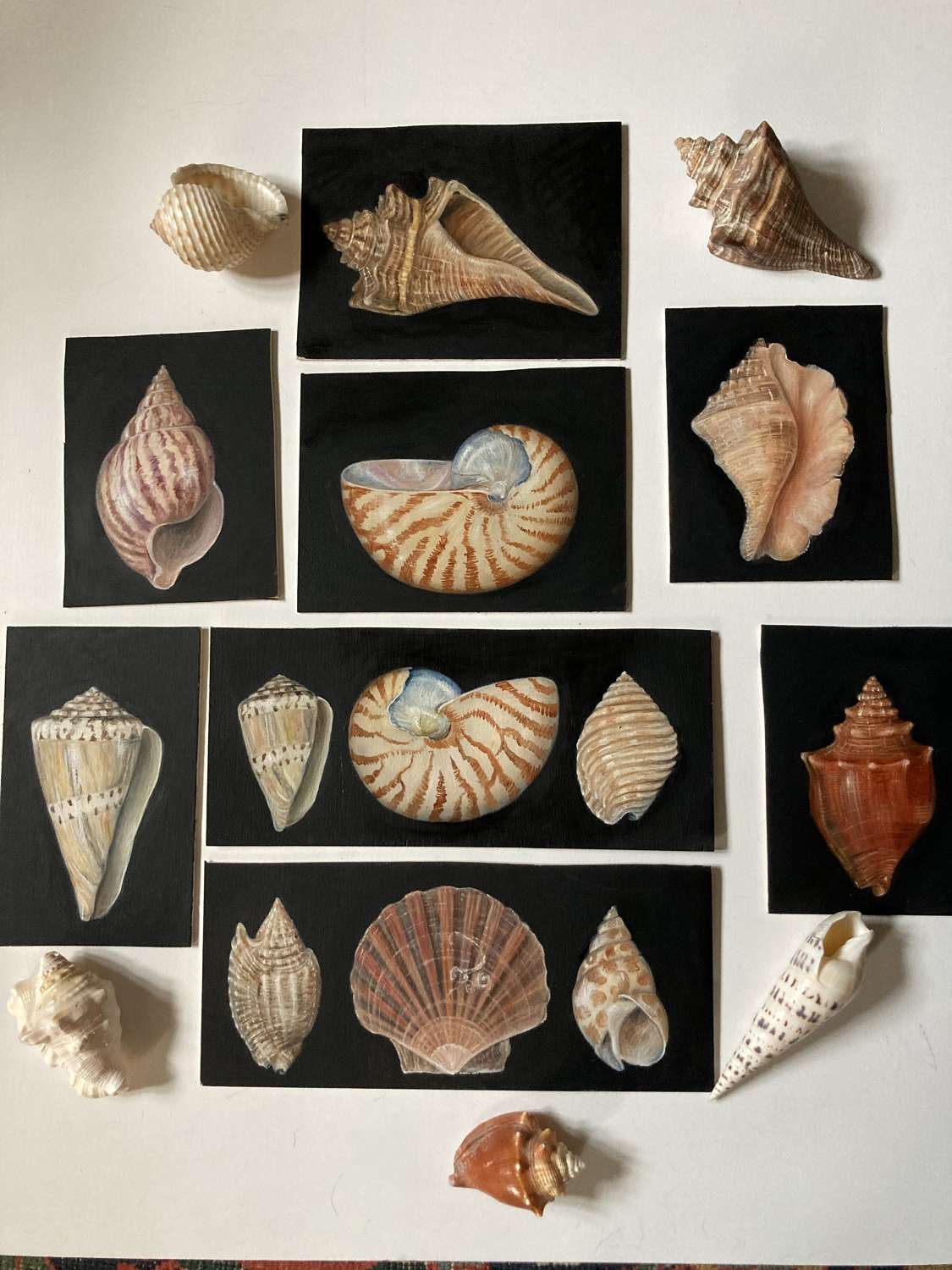 Collection of various shells