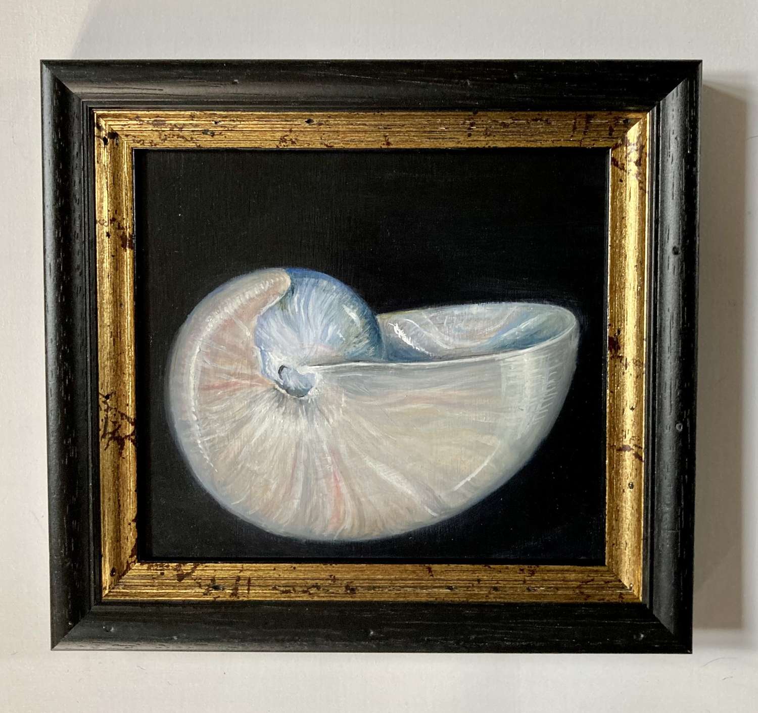 Nautilus shell