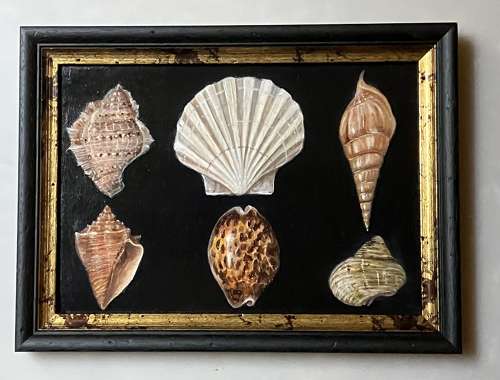 6 shells