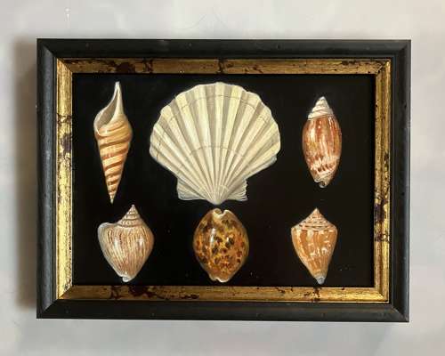 6 shells