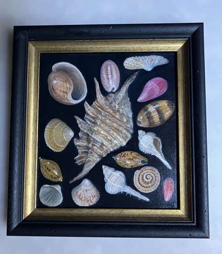 Shells from Madagascar