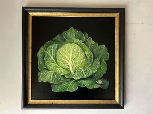 Cabbage