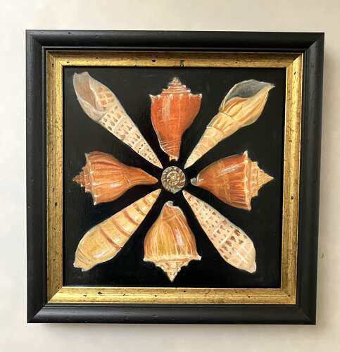 Shells in square frame 2