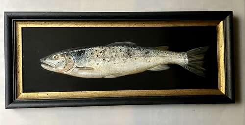 Salmon Trout