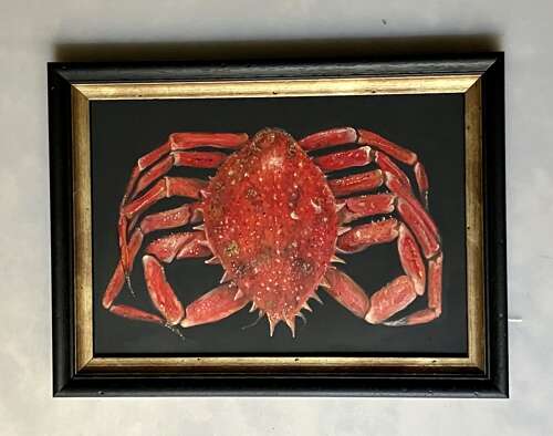 Spider crab